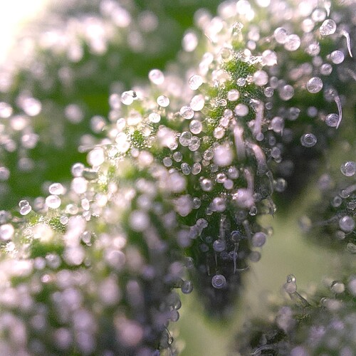 Growreport Bild 3