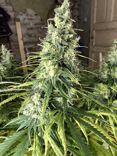 Growreport Bild 1