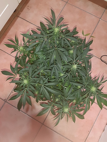 Growreport Bild 11