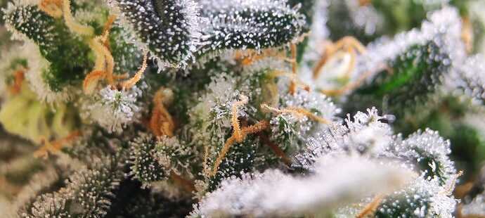 Growreport Bild 6