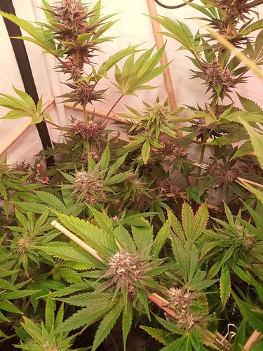 Growreport Bild 67