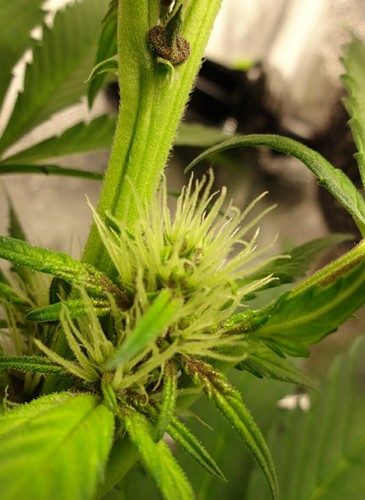 Growreport Bild 18