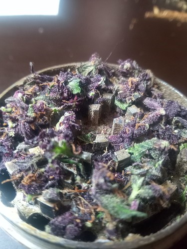Growreport Bild 52