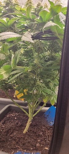 Growreport Bild 12
