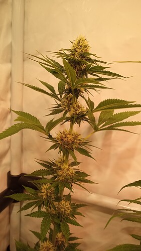 Growreport Bild 8
