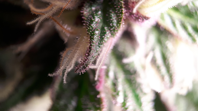 Growreport Bild 9