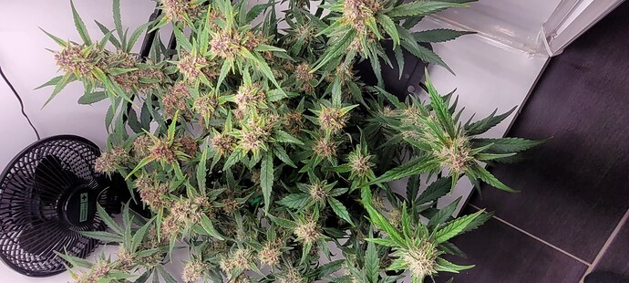 Growreport Bild 2