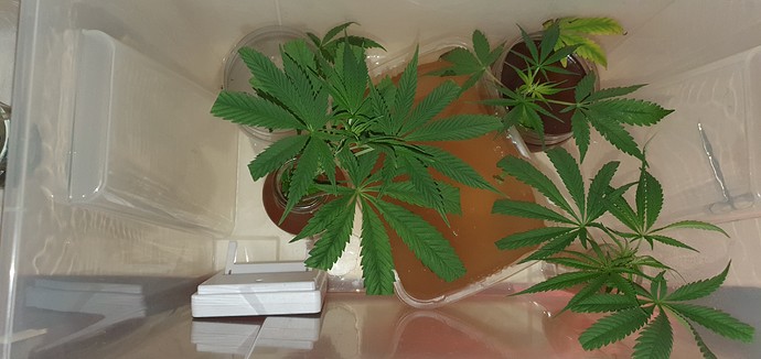 Growreport Bild 5