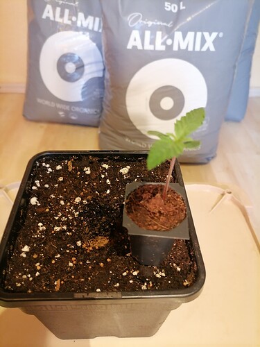 Growreport Bild 40
