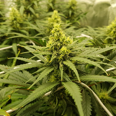 Growreport Bild 3