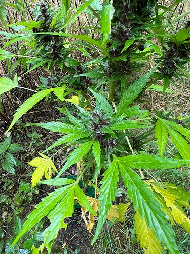 Growreport Bild 7