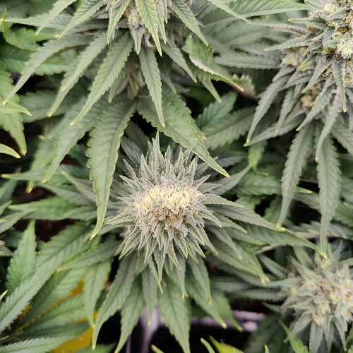 Growreport Bild 6