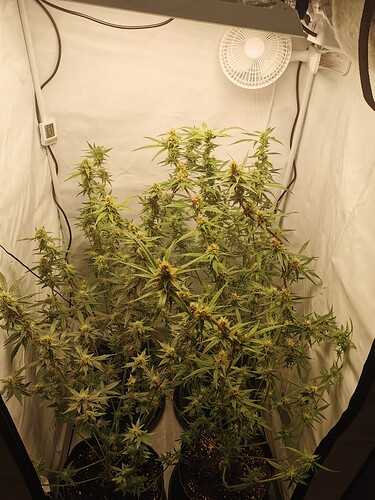 Growreport Bild 25
