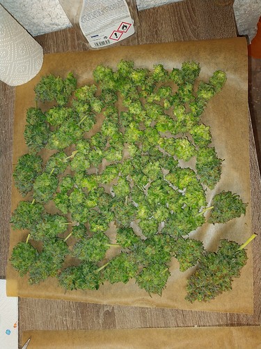 Growreport Bild 11