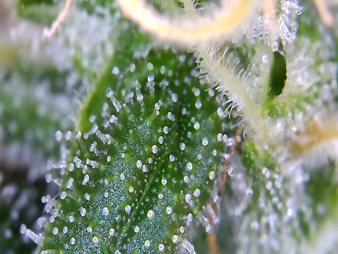 Growreport Bild 6