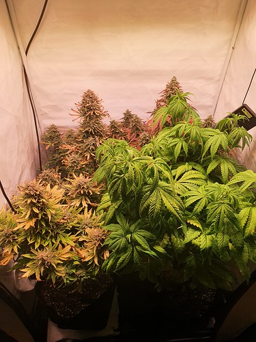Growreport Bild 12
