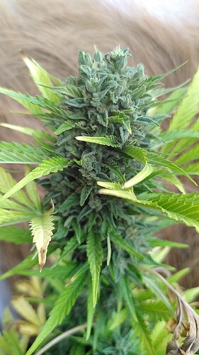 Growreport Bild 5