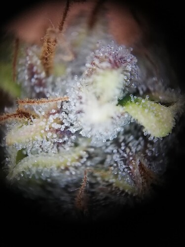 GG#1_240120-11