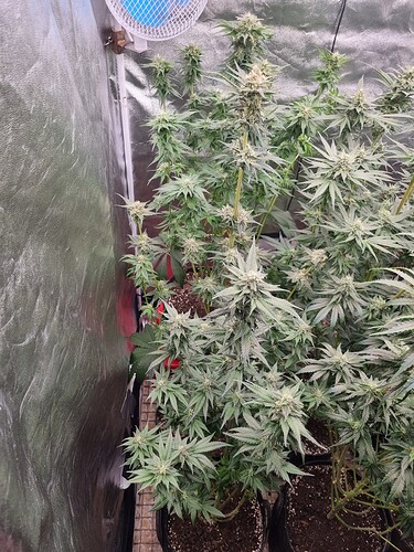 Growreport Bild 5