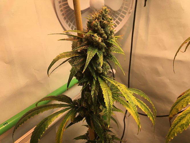 Growreport Bild 9
