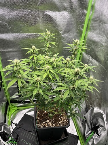 Growreport Bild 4