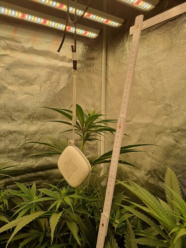 Growreport Bild 39