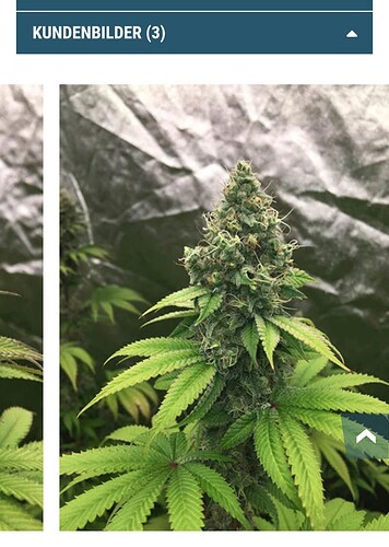 Growreport Bild 13