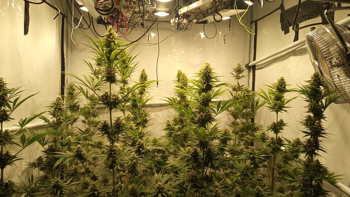 Growreport Bild 1