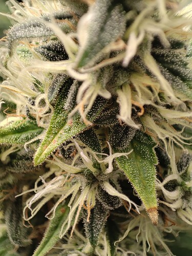 Growreport Bild 3