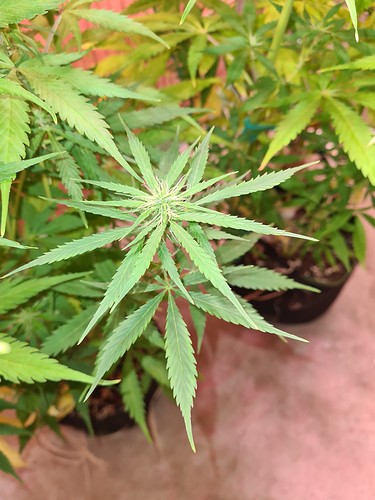 Growreport Bild 9