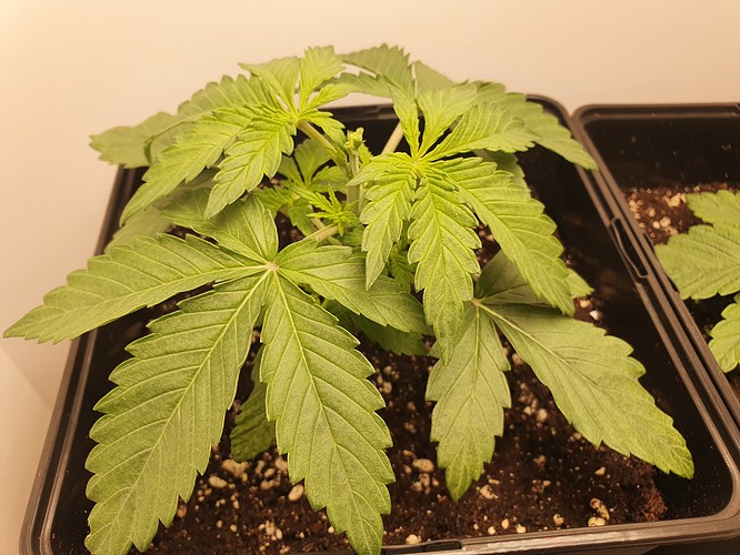 Growreport Bild 1