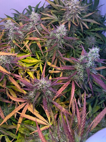 Growreport Bild 16