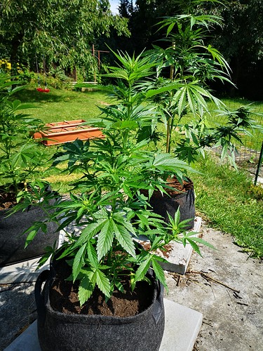 Growreport Bild 3
