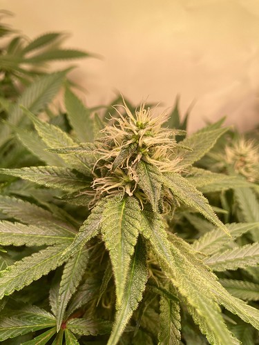 Growreport Bild 4
