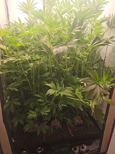 Growreport Bild 5