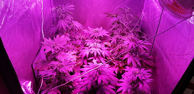 Growreport Bild 8