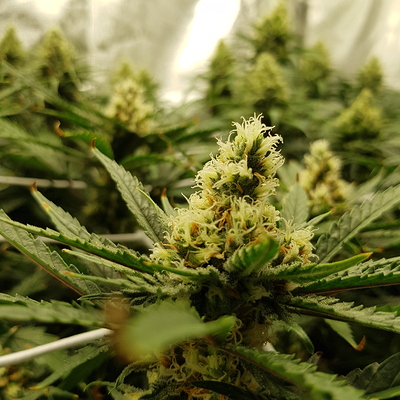 Growreport Bild 3