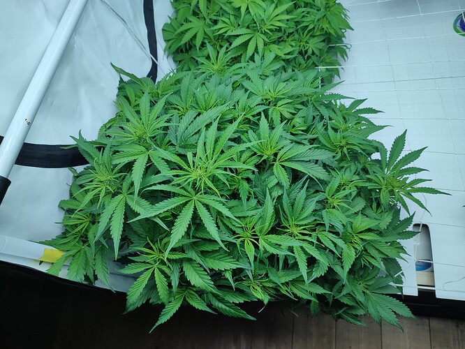 Growreport Bild 35