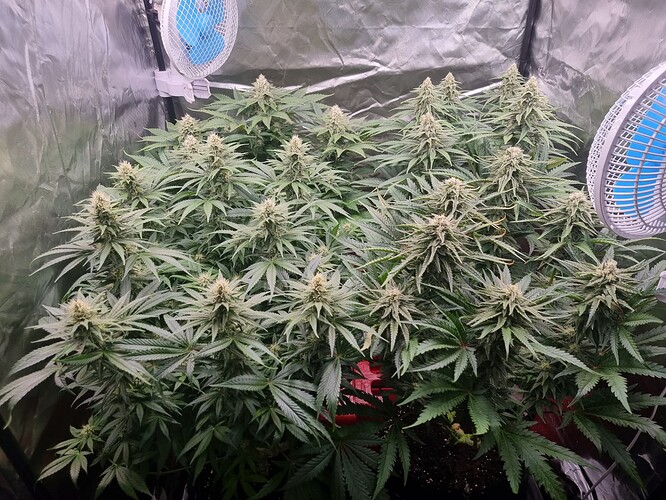 Growreport Bild 21