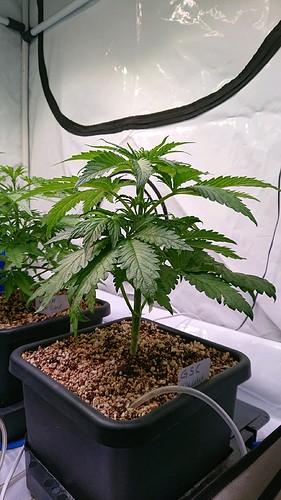 obscura1613302683840