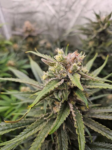 Growreport Bild 55
