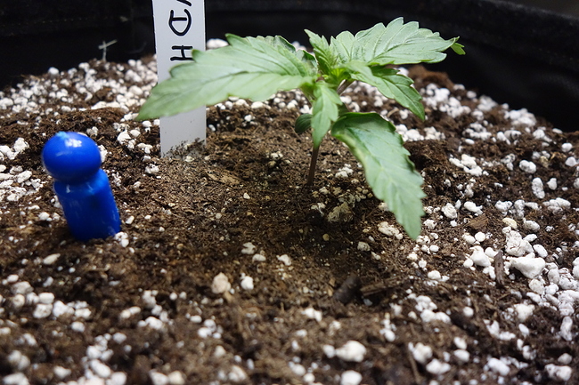 Growreport Bild 20