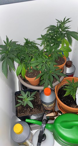Growreport Bild 8