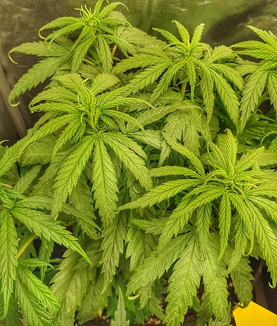 Growreport Bild 8