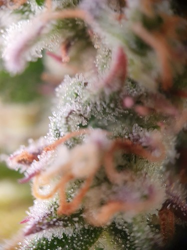 Growreport Bild 6