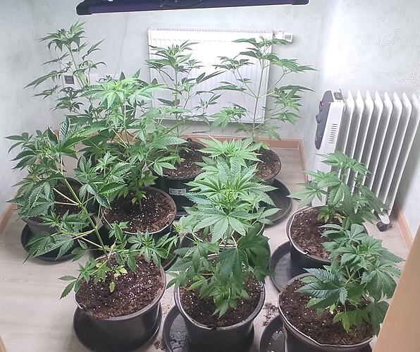 Growreport Bild 6