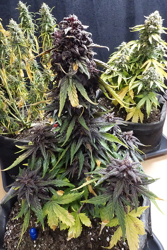 Growreport Bild 2