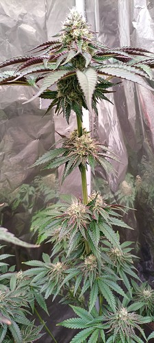 Growreport Bild 1