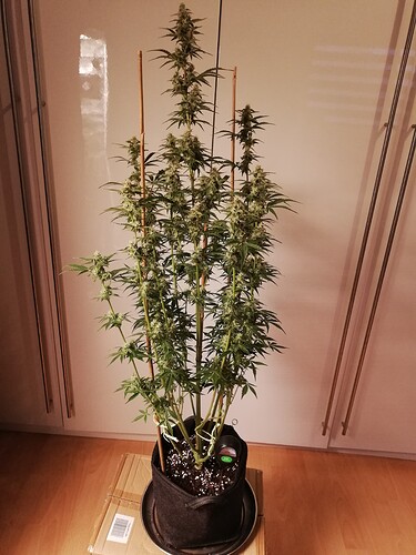 GG#3_231221-1