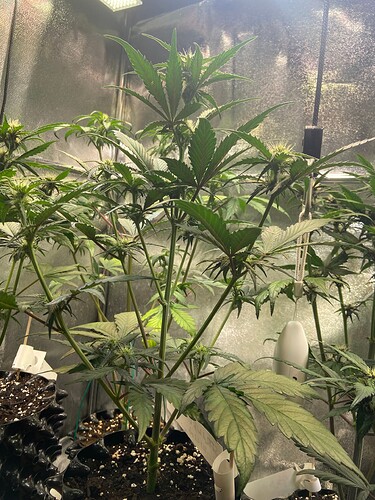 Growreport Bild 3